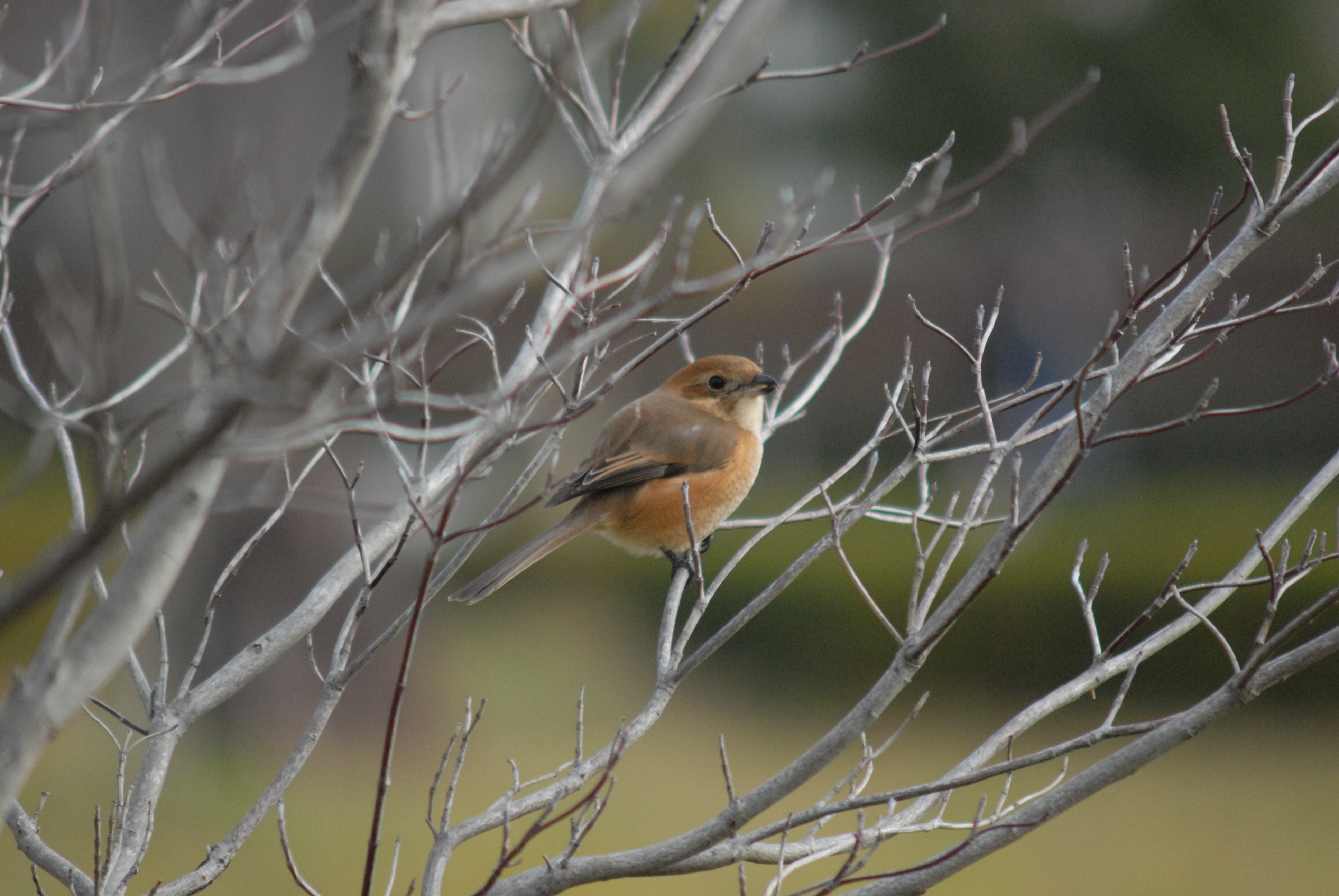 冬鳥の撮影（AF NIKKOR 75-300mm F4.6-5.6） | カメラで遊ぼう